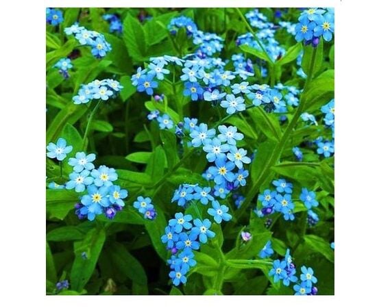 Seeds Forget me not GL Seeds Heavenly Swallow 0,1g