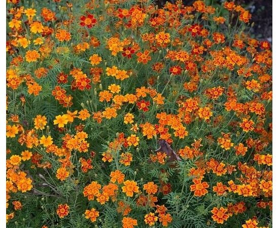 Seeds Marigolds GL Seeds Star Fire 0,15g