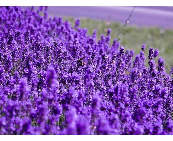 Seeds Lavender GL Seeds 0.15 g