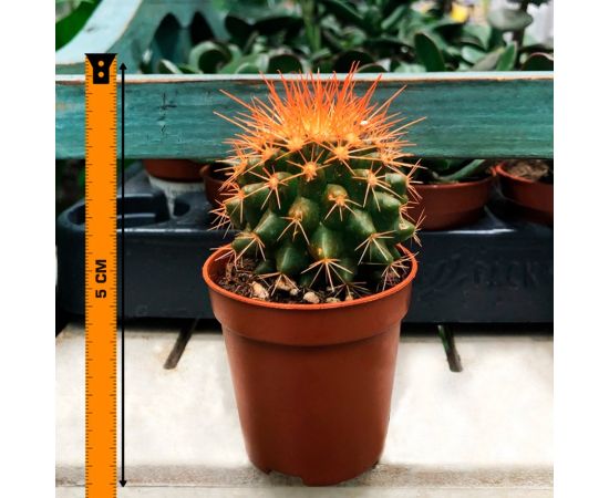 Эхинокактус Echinocactus grusonii Rainbow mix 505/8