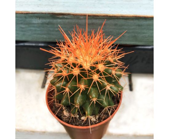 Эхинокактус Echinocactus grusonii Rainbow mix 505/8