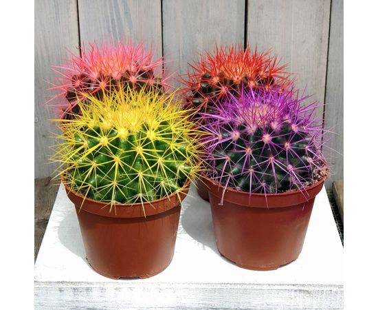 Эхинокактус Echinocactus grusonii Rainbow mix 505/8