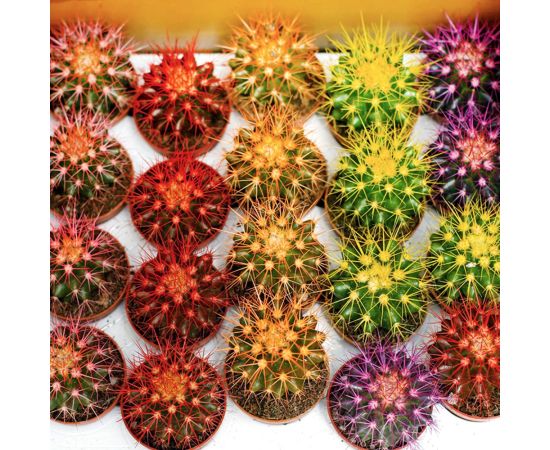 Эхинокактус Echinocactus grusonii Rainbow mix 505/8