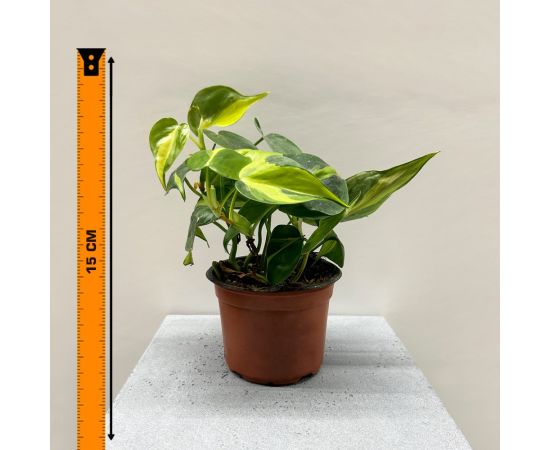 Филодендрон Philodendron Brasil 12 cm