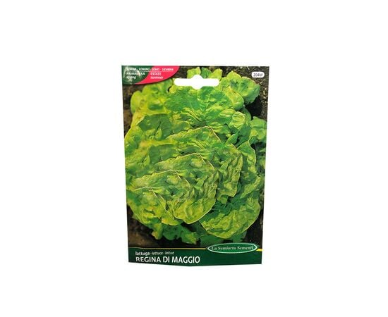 Lettuce seeds