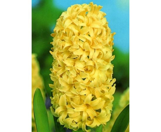 Луковица BUD HBM Гиацинт Hyacinthus City of Haarlem 14/15 1 шт