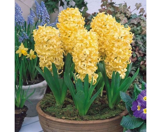 Луковица BUD HBM Гиацинт Hyacinthus City of Haarlem 14/15 1 шт