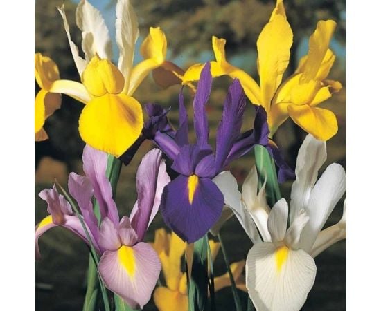 Bulbous HBM Dutch Iris Mixed (x10)