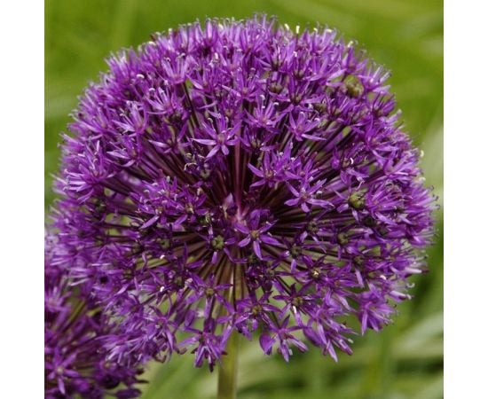 Луковица BES HBM Allium Purple Sensation 10/12 3 шт