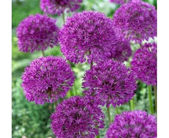 Луковица BES HBM Allium Purple Sensation 10/12 3 шт