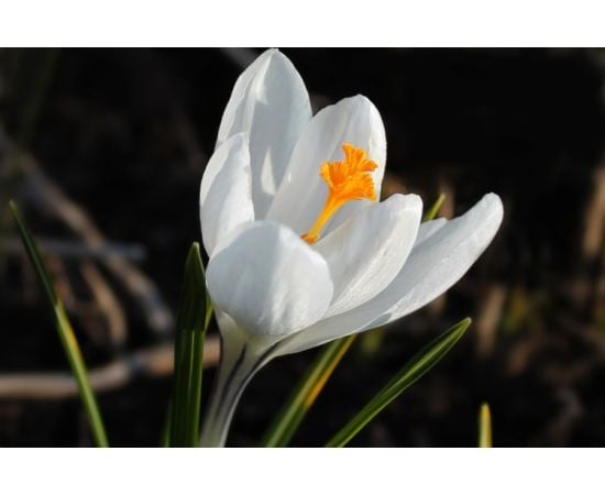 ბოლქვი DAY HBM კროკუსი Crocus Jeanne D'Arc 7/8 10 ც