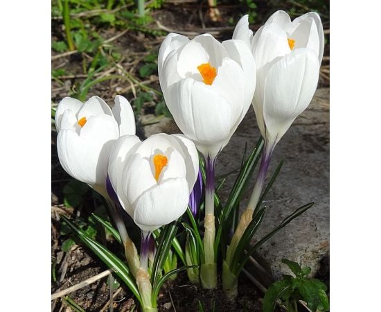 ბოლქვი DAY HBM კროკუსი Crocus Jeanne D'Arc 7/8 10 ც