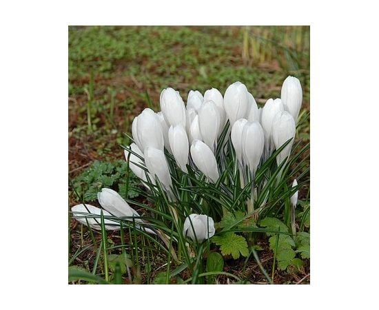 ბოლქვი DAY HBM კროკუსი Crocus Jeanne D'Arc 7/8 10 ც