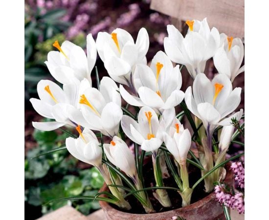 ბოლქვი DAY HBM კროკუსი Crocus Jeanne D'Arc 7/8 10 ც