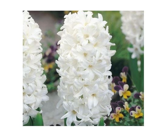 Луковица BUD HBM Гиацинт Hyacinthus Carnegie 14/15 3 шт