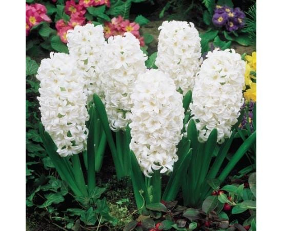 Луковица BUD HBM Гиацинт Hyacinthus Carnegie 14/15 3 шт