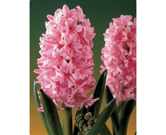 Луковица BES HBM Гиацинт Hyacinthus Fondant 14/15 3 шт