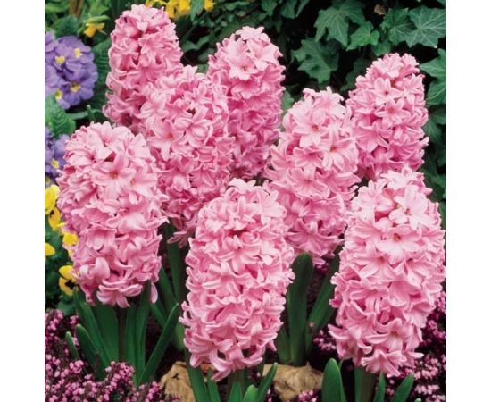 Луковица BES HBM Гиацинт Hyacinthus Fondant 14/15 3 шт