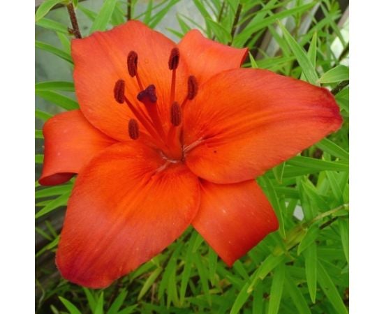 Bulb HBM Lilium Gran Paradiso 2 pc