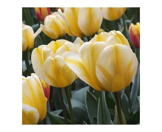 ბოლქვი BES HBM ტიტა Tulipa Jaap Groot 10/11 5 ც