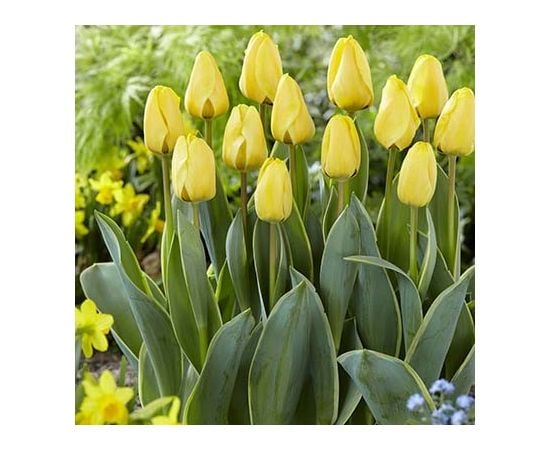 ბოლქვი BES HBM ტიტა Tulipa Jaap Groot 10/11 5 ც