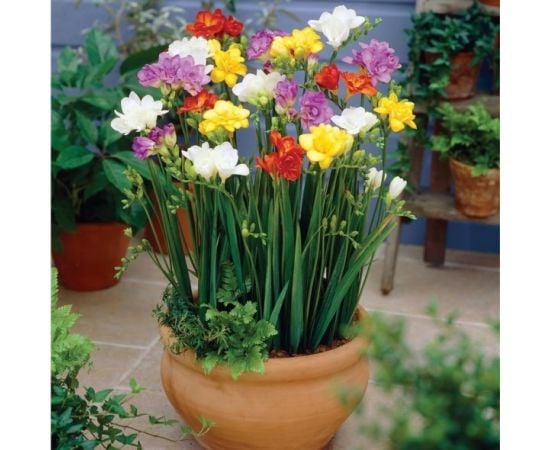 Bulb freesia HBM freesia double mixed 8 pcs