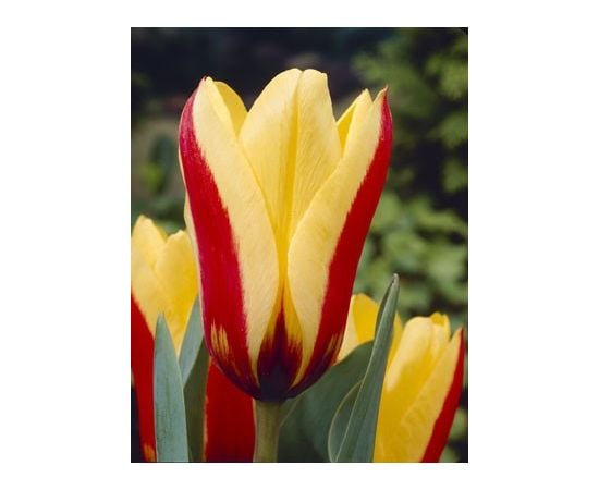 ბოლქვი BES HBM ტიტა Tulipa Hitparade 10/11 5 ც