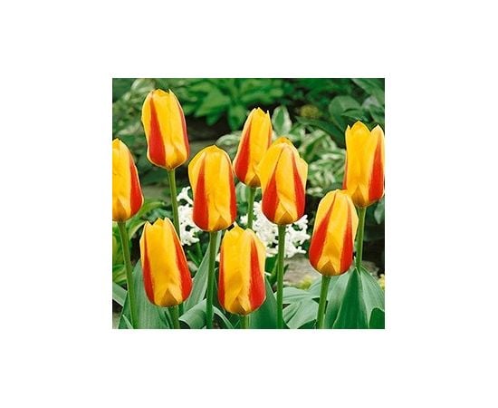 ბოლქვი BES HBM ტიტა Tulipa Hitparade 10/11 5 ც