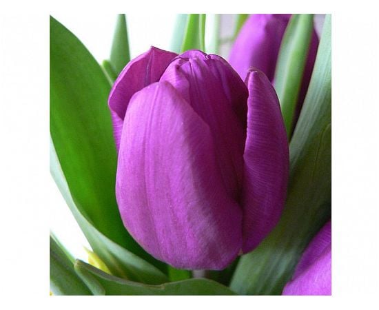 Луковица BES HBM Тюльпан Tulipa Purple Prince 10/11 5 шт