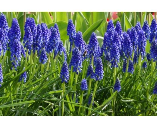 Луковица BUD HBM Мускари Muscari Armeniacum 6/7 7 шт