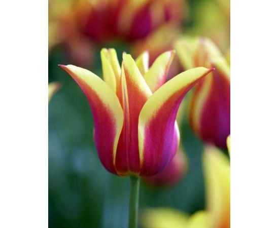 ბოლქვი BES HBM ტიტა Tulipa Ballade Dream 10/11 5 ც