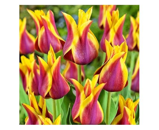 ბოლქვი BES HBM ტიტა Tulipa Ballade Dream 10/11 5 ც