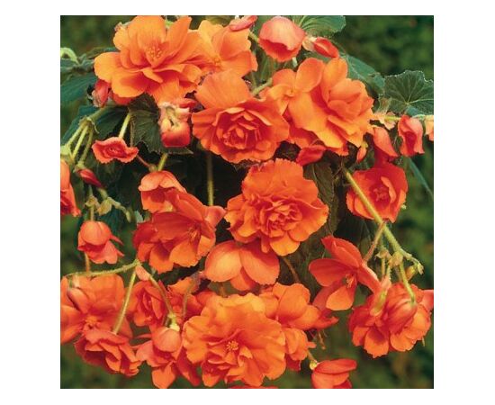 ბოლქვი STA HBM Begonia Pendula Orange 5/6 2 ც