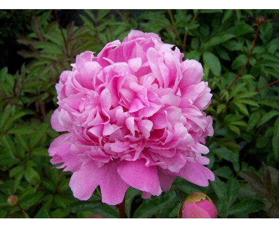 ბოლქვი იორდასალამი ვარდისფერი პიონია HBM BES Paeonia Pink 1/2 1 ც