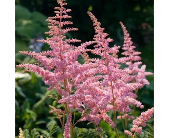 ბოლქვი STA HBM Astilbe Peach Blossom 2/3 1 ც