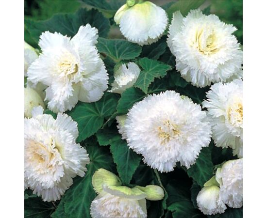 ბოლქვი BES HBM Begonia Fimbriata White (x2) 4/5