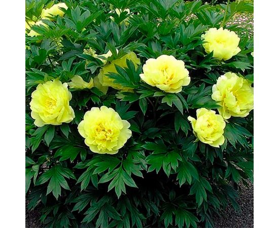 ბოლქვი BES HBM Paeonia Yellow (x1) 1/2