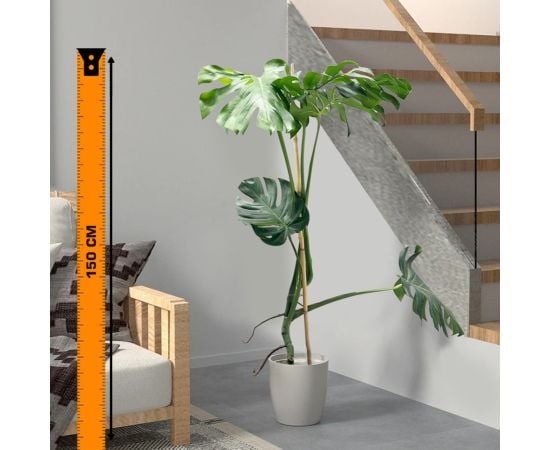 მონსტერა Monstera 21 cm