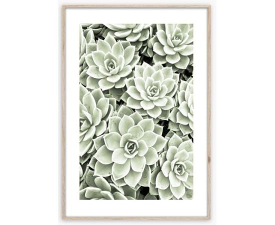 Picture in frame Styler Succulents BR009 50X70 cm