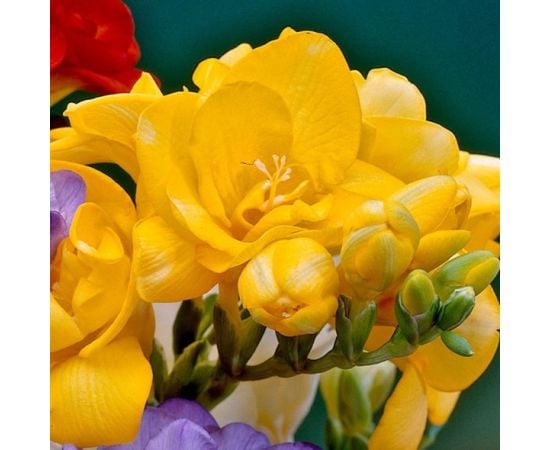 Bulb HBM Freesia Double Yellow 5/+ 10 pcs