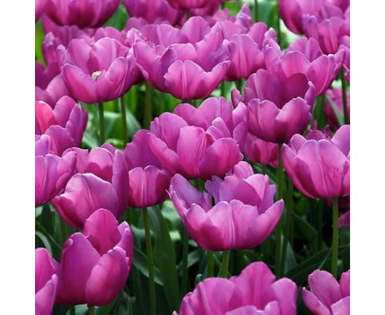 Bulb BES HBM Tulipa Purple Prince 10/11 5 pcs