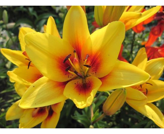 Bulb BES HBM Lilium Grand Cru 10/12 2 pcs