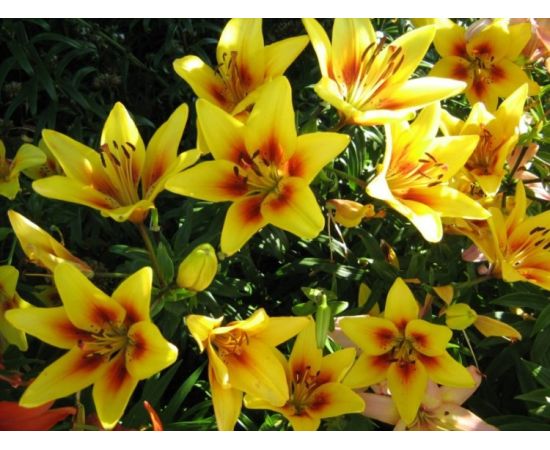 Bulb BES HBM Lilium Grand Cru 10/12 2 pcs