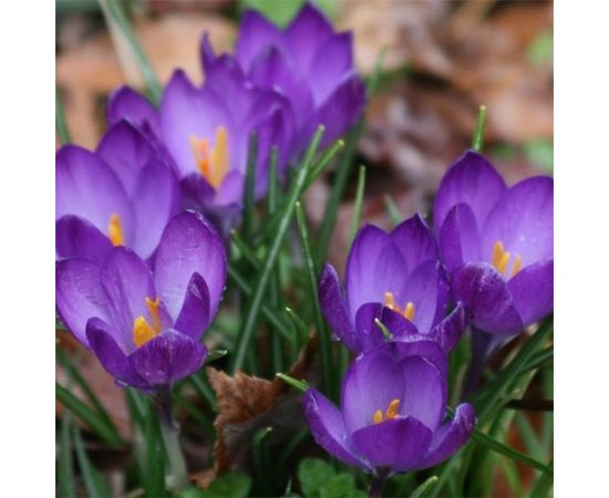 ბოლქვი BUD HBM კროკუსი Crocus Ruby Giant 5/7 7 ც