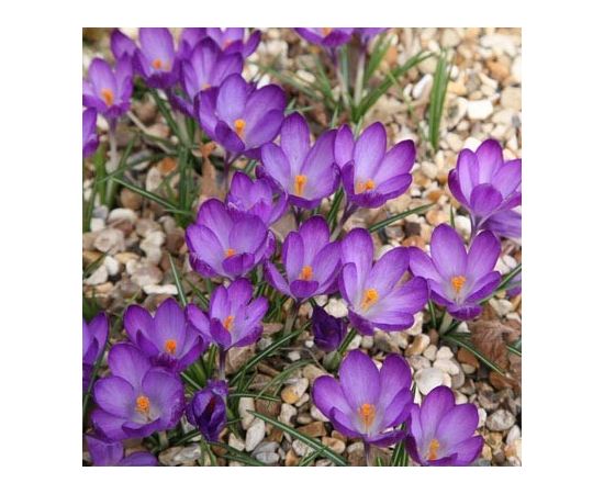 ბოლქვი BUD HBM კროკუსი Crocus Ruby Giant 5/7 7 ც