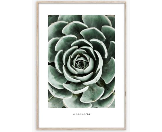 Picture in frame Styler Echeveria BR007 50X70 cm