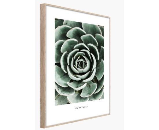 Picture in frame Styler Echeveria BR007 50X70 cm