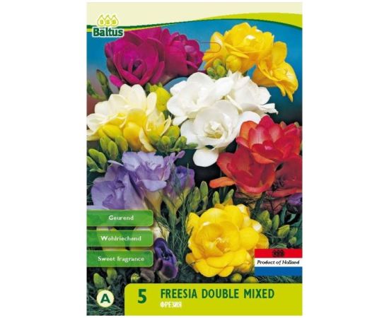 ბოლქვი ფრეზია HBM freesia double mixed 8 ც