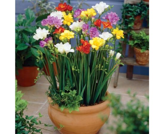 ბოლქვი ფრეზია HBM freesia double mixed 8 ც