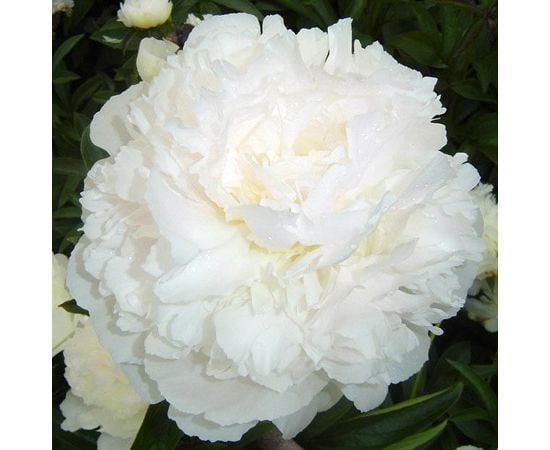 Bulb HBM Paeonia White 1 pc